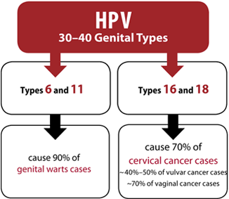 hpv type that causes genital warts